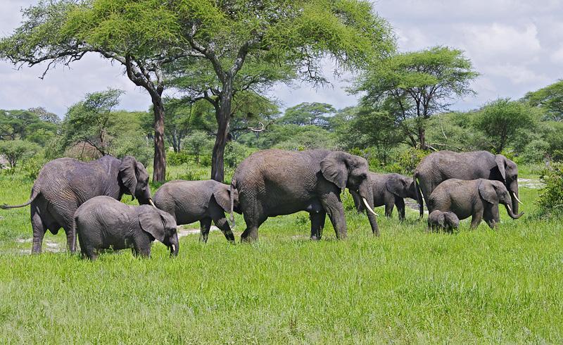 Elephants-in-Tarangire-National-Park-1