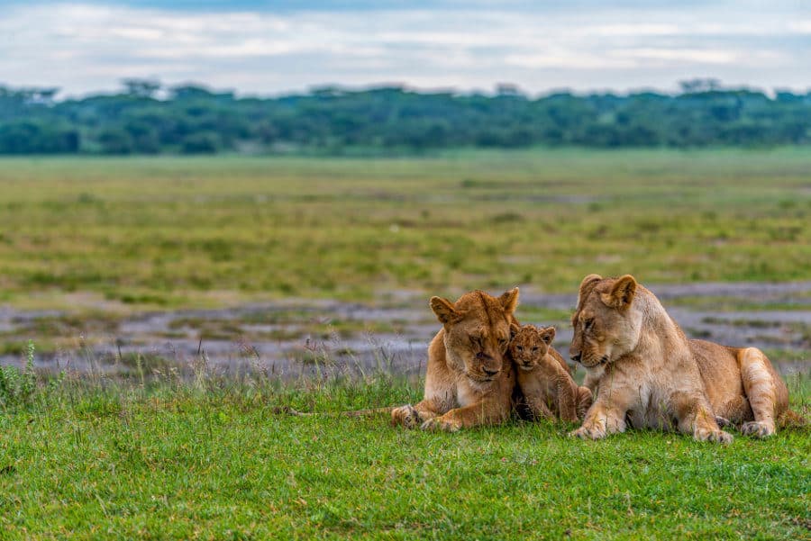 two-lionesses-and-cub-Lake-Ndutu-900x601